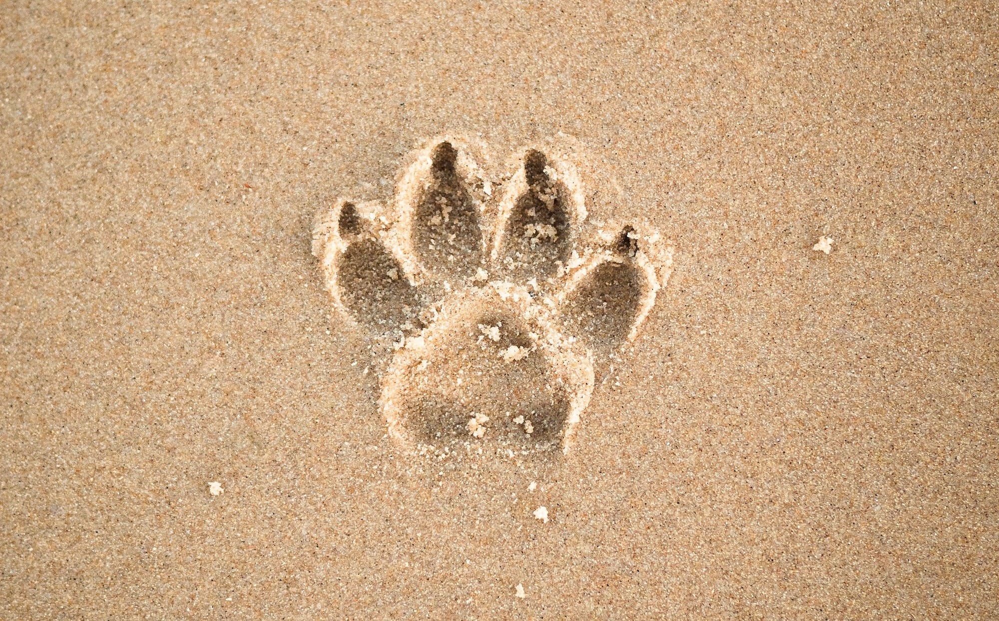 brown sand with heart shaped sand