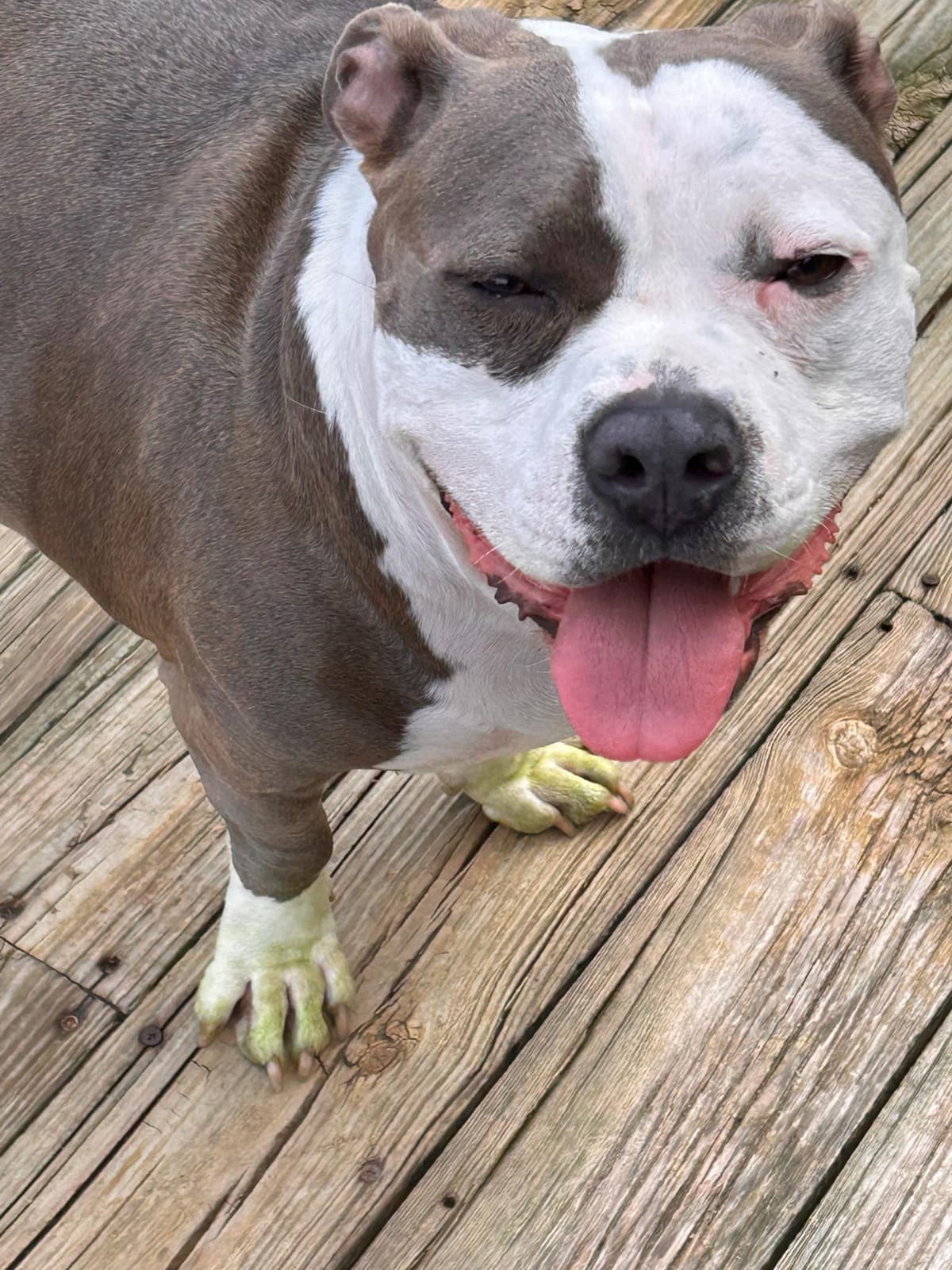 🐶❤️🐶 Why do dogs stick their noses in the air to sniff? 🐶❤️🐶