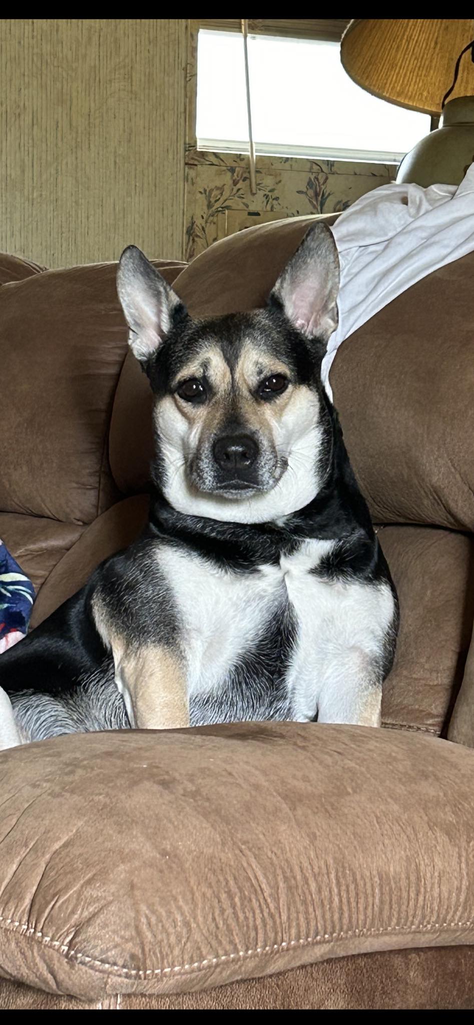 🐶❤️🐶 How to tell who your dog's favorite human(s) are 🐶❤️🐶