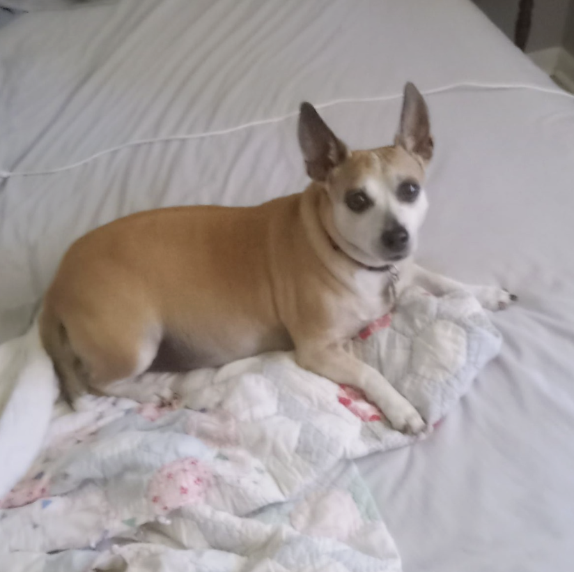 🐶❤️🐶 Here is how to handle tick season 🐶❤️🐶