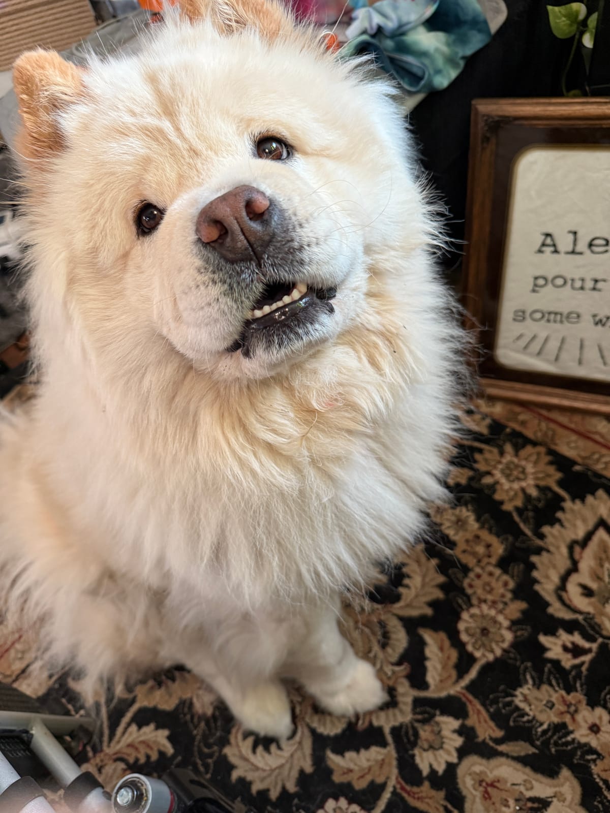 🐶❤️🐶 Why do dogs have wet noses? 🐶❤️🐶