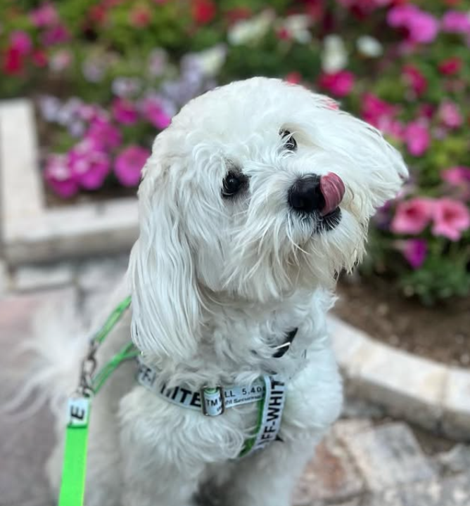 🐶❤️🐶 Why does my dog bark at strangers? 🐶❤️🐶 