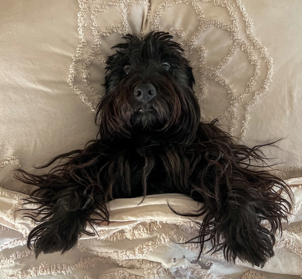 🐶❤️🐶 How do I care for my dog's coat? 🐶❤️🐶  