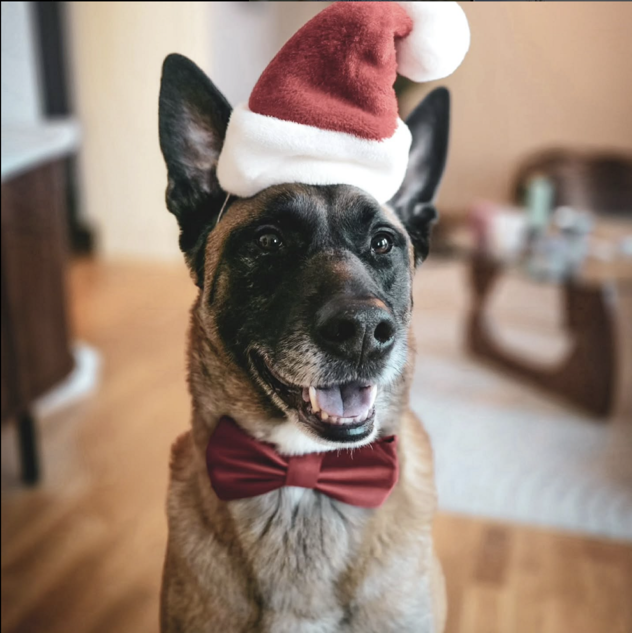 🐶❤️🐶 This pup is so excited for Christmas! 🐶❤️🐶  