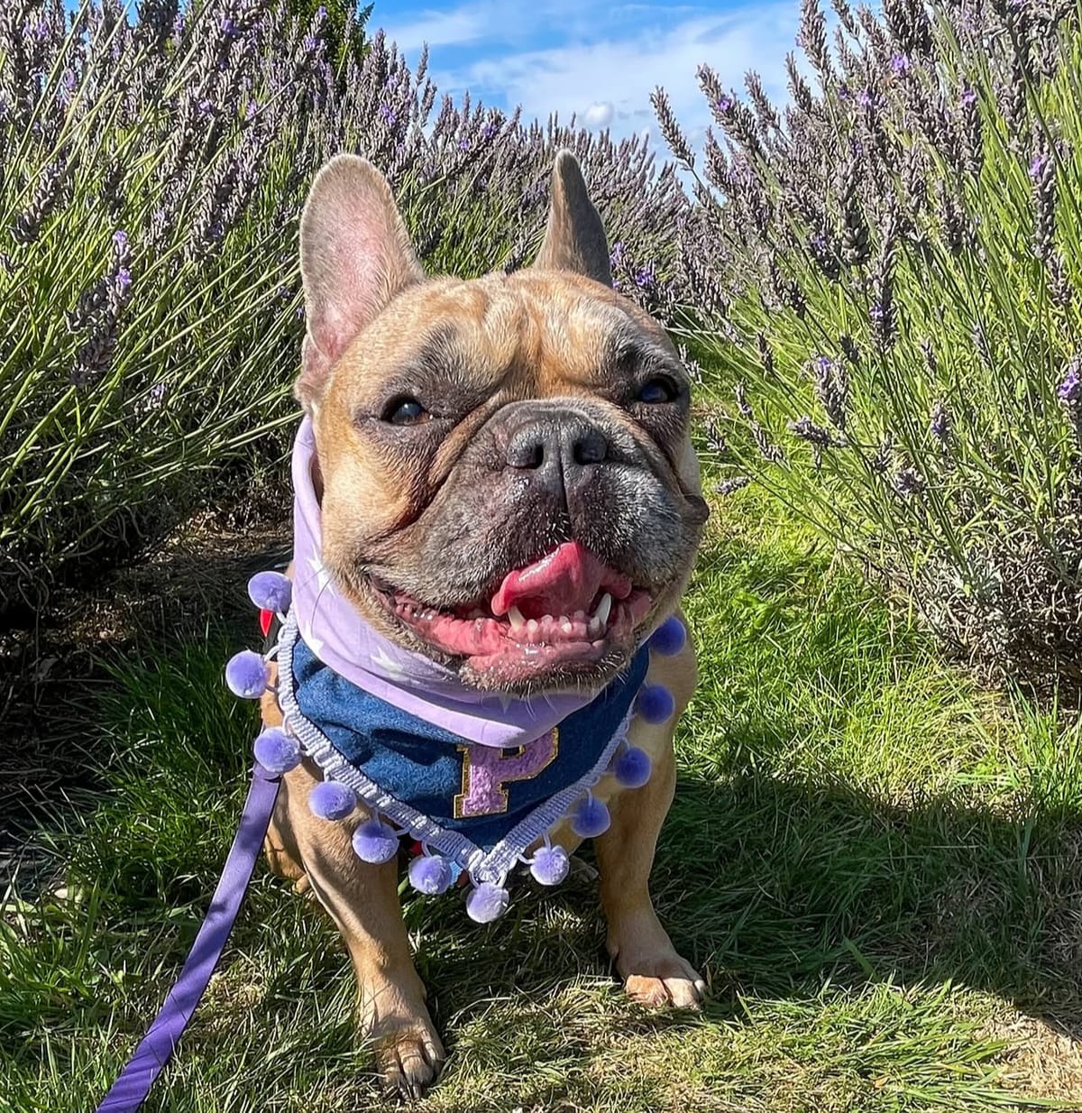 🐶❤️🐶 What veggies are safe for dogs? 🐶❤️🐶