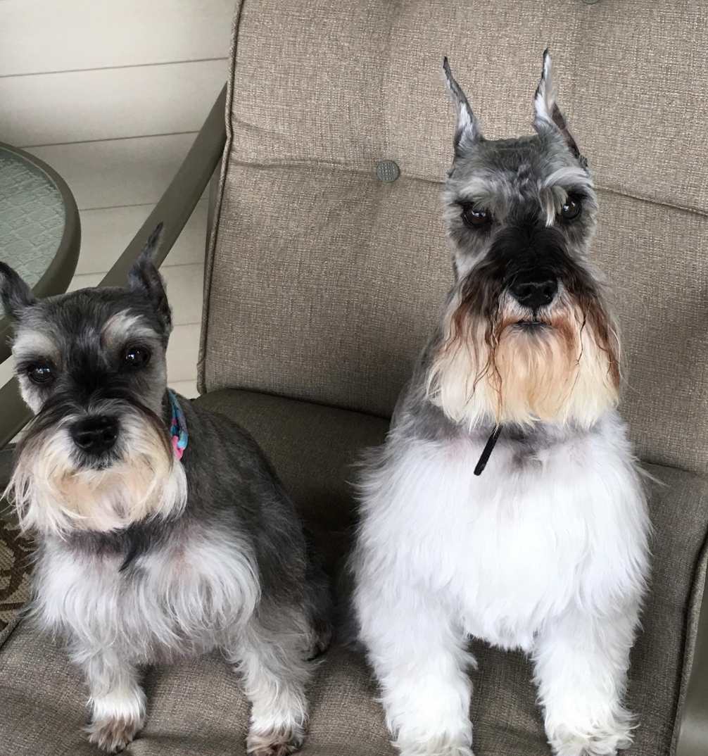 🐶❤️🐶 How often should you wash dog clothes? 🐶❤️🐶