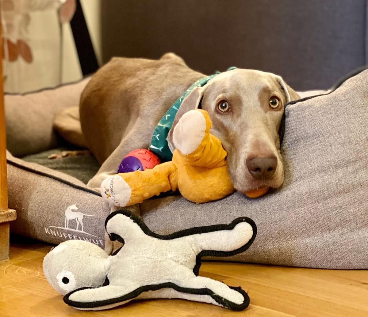 🐶❤️🐶 Why do dogs eat rabbit poop? 🐶❤️🐶