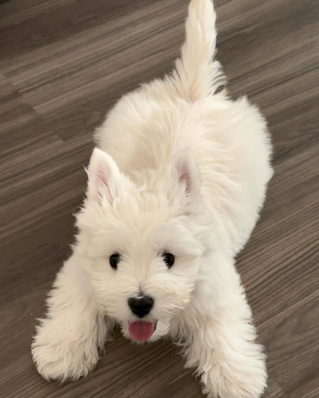 🐶❤️🐶 How do I teach my dog to stay? 🐶❤️🐶