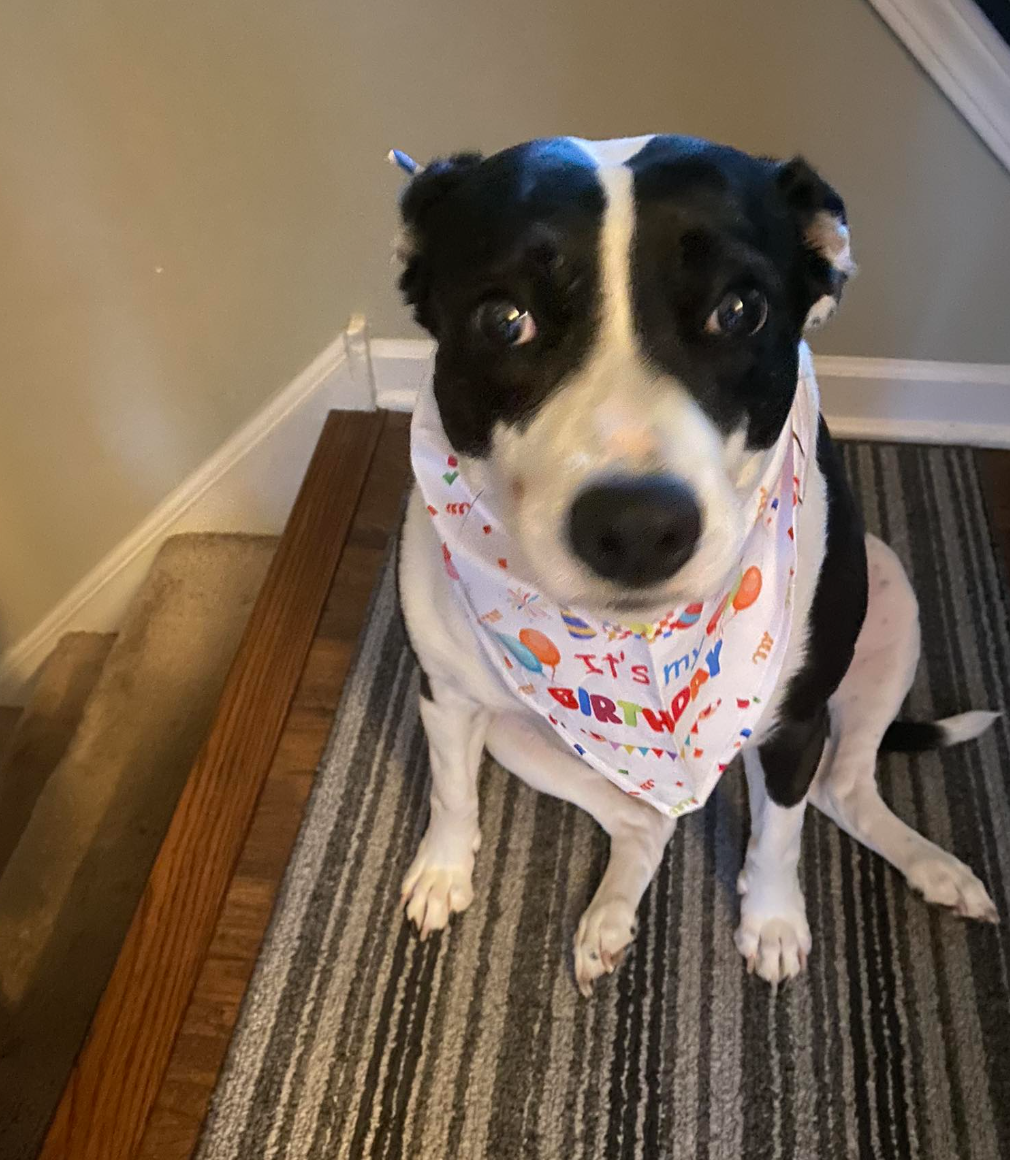 🐶❤️🐶 Why do big dogs like to sit on people's laps? 🐶❤️🐶  