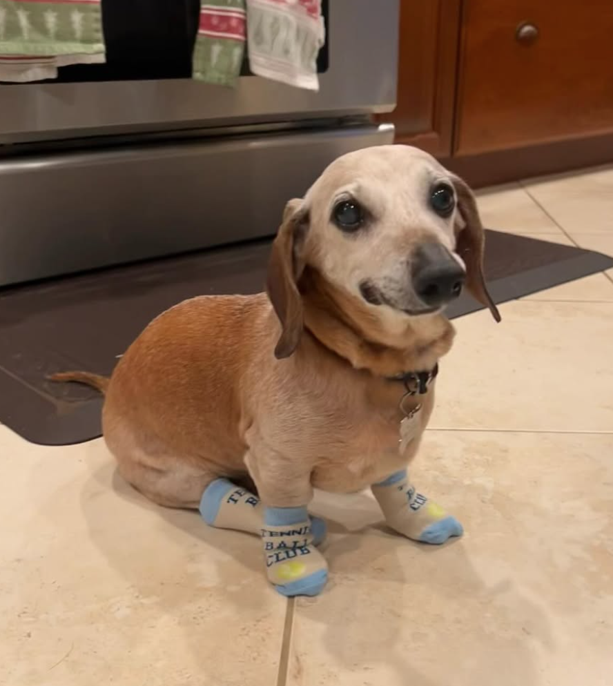 🐶❤️🐶 How do I care for my dog's teeth naturally? 🐶❤️🐶 