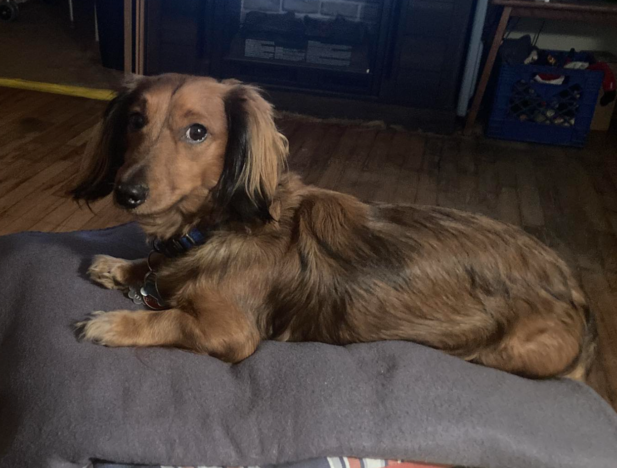 🐶❤️🐶 Why do dogs' tongues sometimes hang out of their mouth? 🐶❤️🐶 