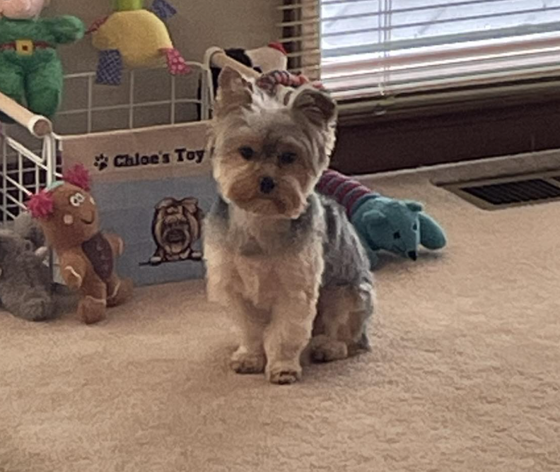 🐶❤️🐶 Why do dogs ask humans for permission while wolves do not? 🐶❤️🐶 