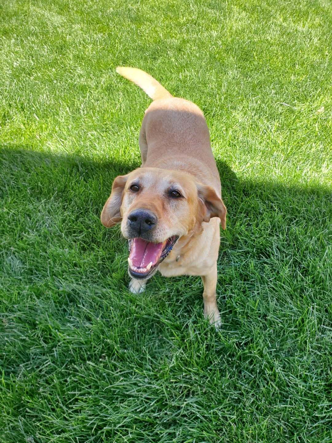 🐶❤️🐶 Why is it important to adopt senior pups?🐶❤️🐶