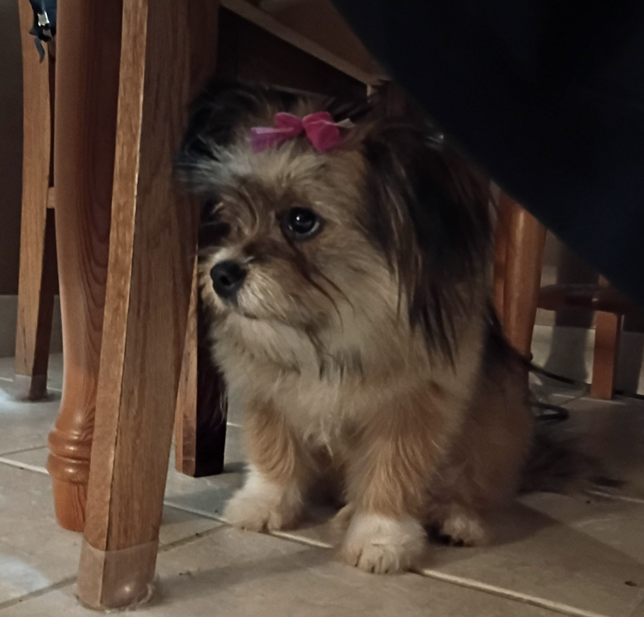 🐶❤️🐶 What Are The 10 Smartest Dog Breeds? 🐶❤️🐶 