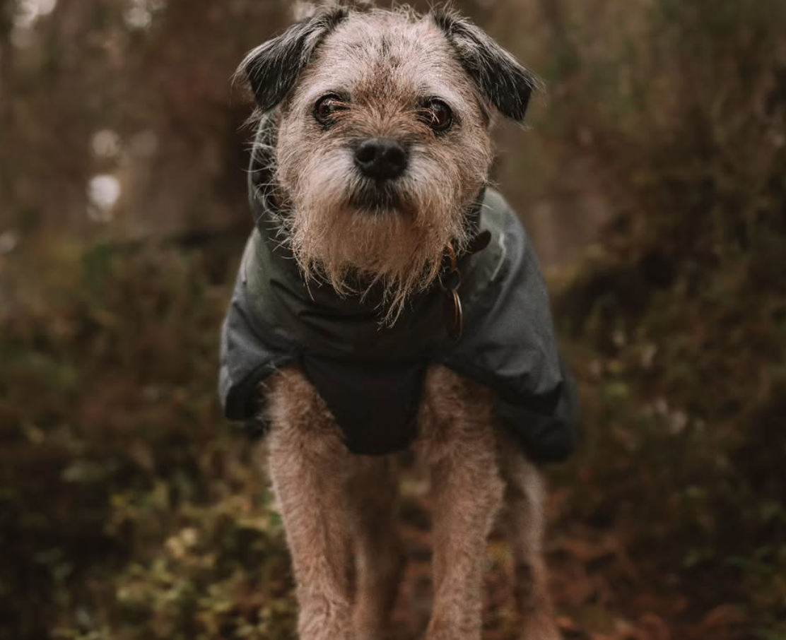 🐶❤️🐶 Senior Home: Adapting For Life With a Senior Pup 🐶❤️🐶