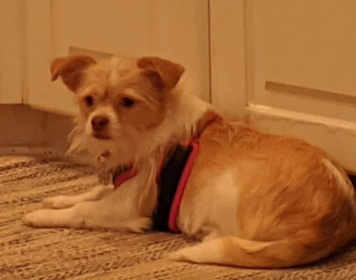 🐶❤️🐶 Why do dogs' ears get hot? 🐶❤️🐶 