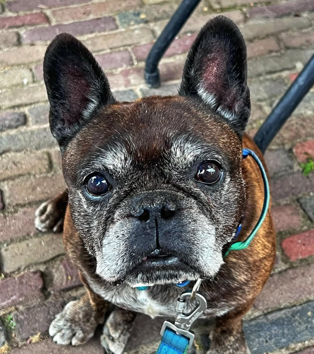 🐶❤️🐶 Why do dogs' faces turn gray? 🐶❤️🐶  