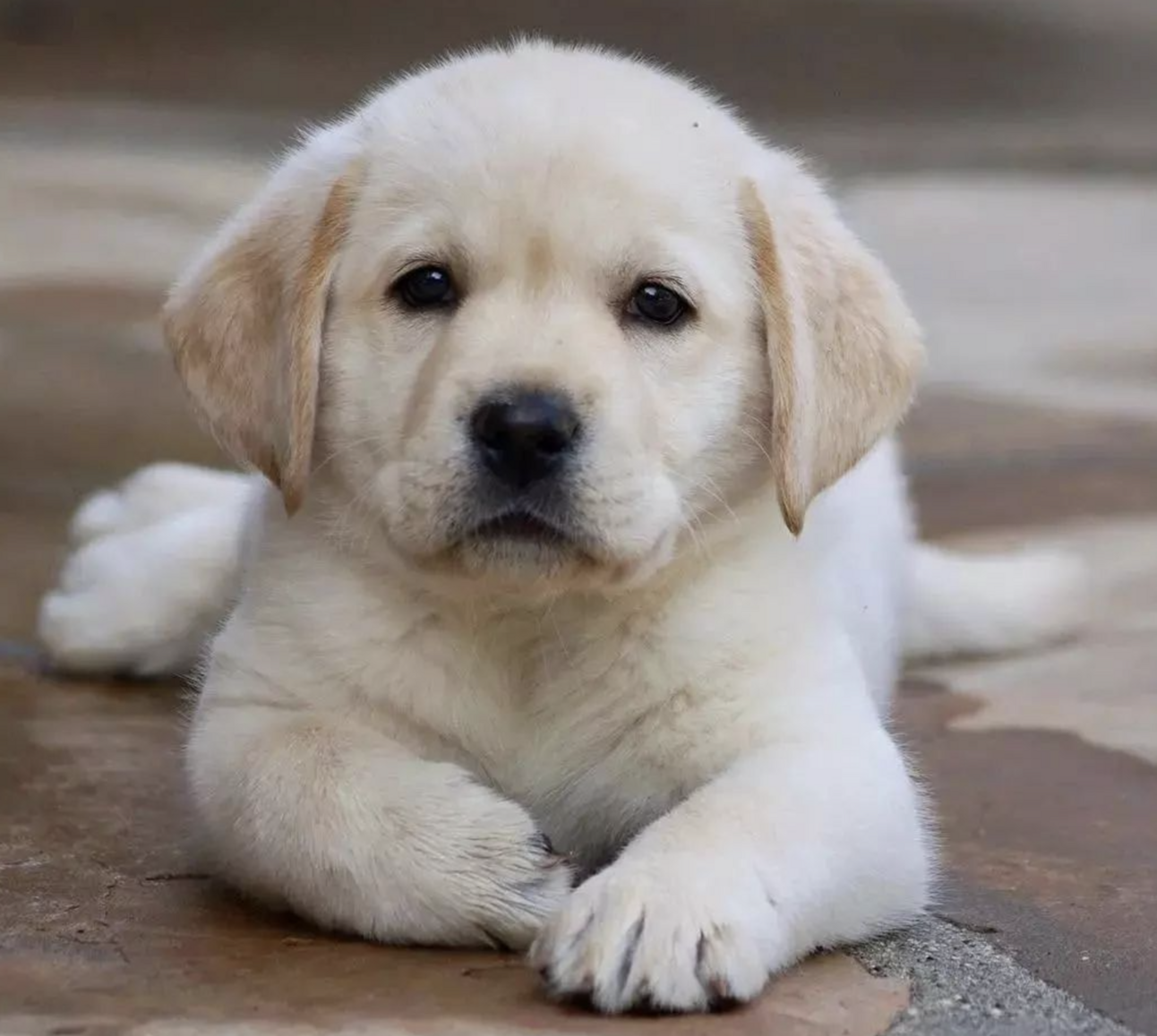 🐶❤️🐶 You're going to love this puppy! 🐶❤️🐶   