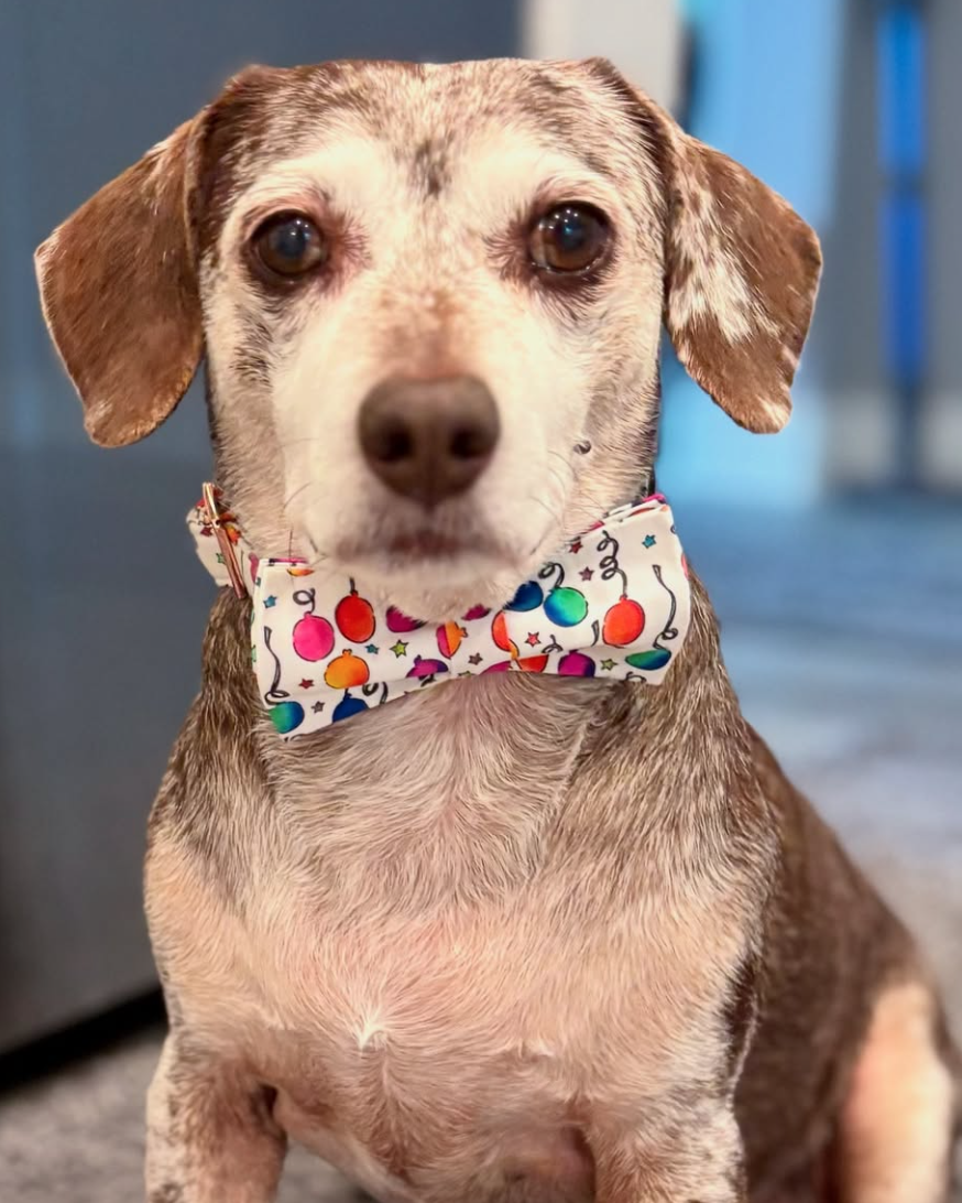 🐶❤️🐶 Why Do Dogs Just Know Our Emotions? 🐶❤️🐶