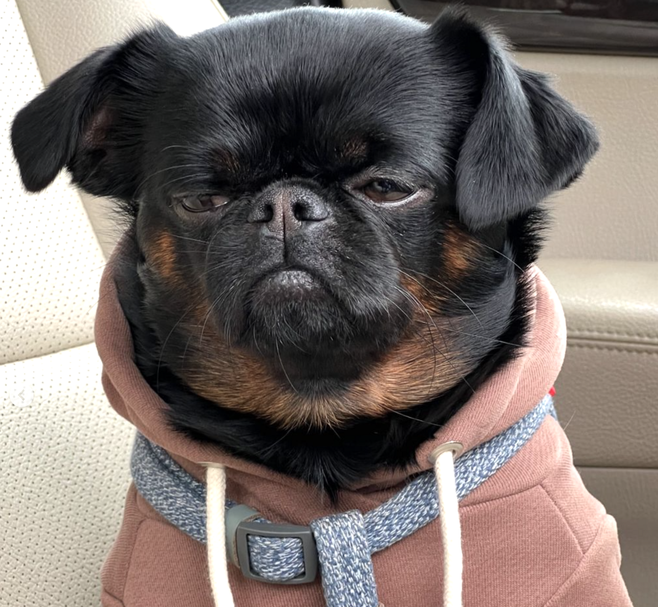 🐶❤️🐶 Charlie the griffon has a lot on his mind 🐶❤️🐶 