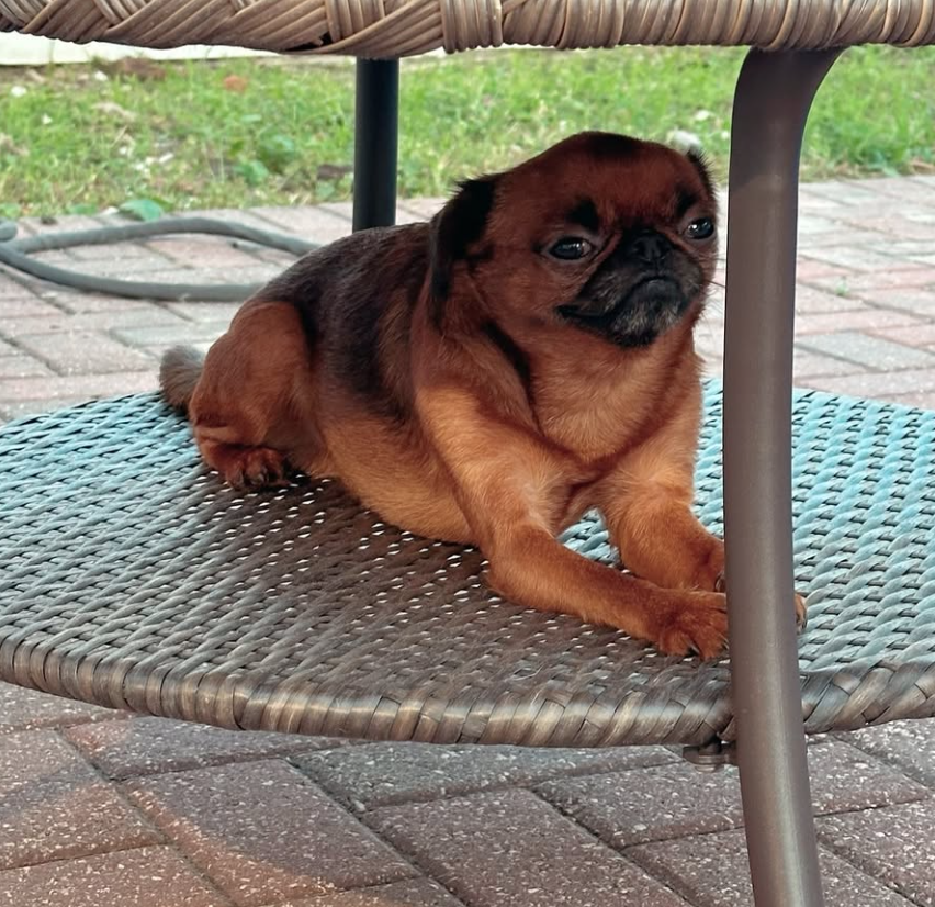 🐶❤️🐶 What are the most common behavioral problems in dogs? 🐶❤️🐶 