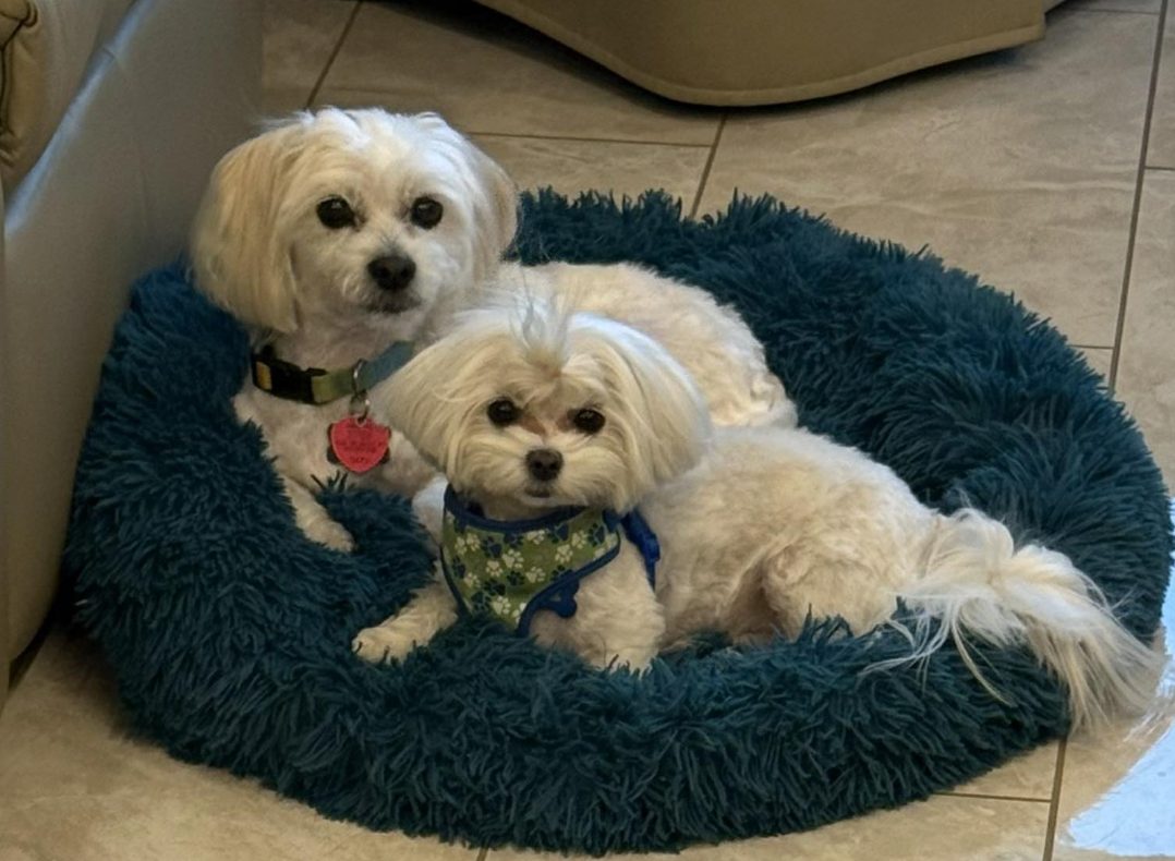 🐶❤️🐶 How often should you clean dogs' ears? 🐶❤️🐶