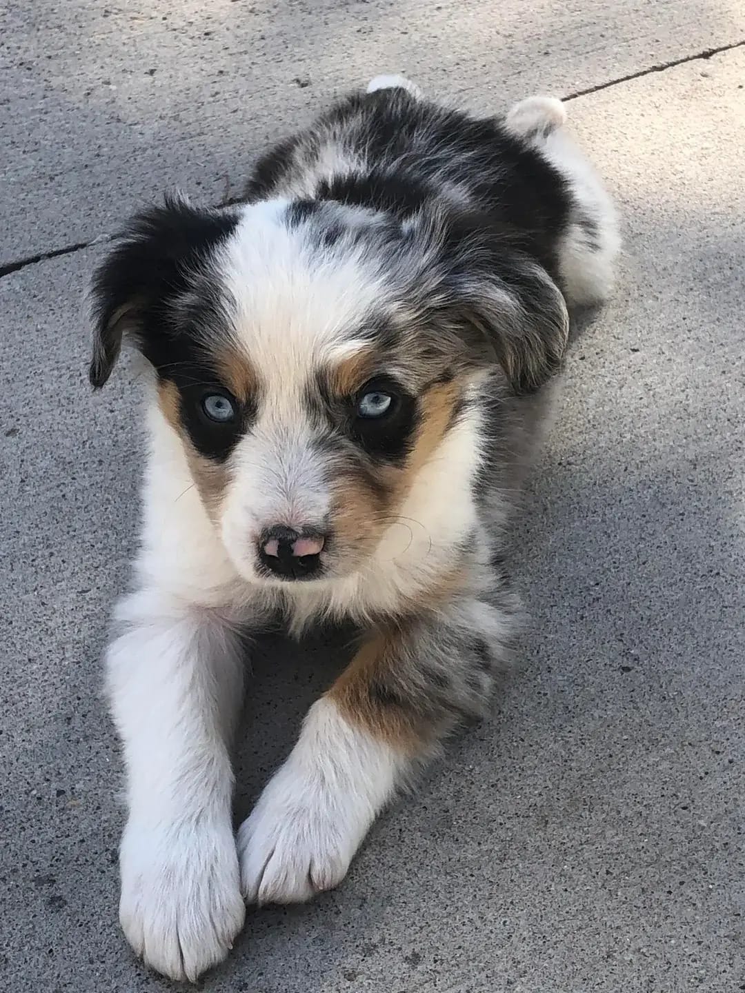 🐶❤️🐶 Meet Juniper, she's a stunning pup! 🐶❤️🐶 