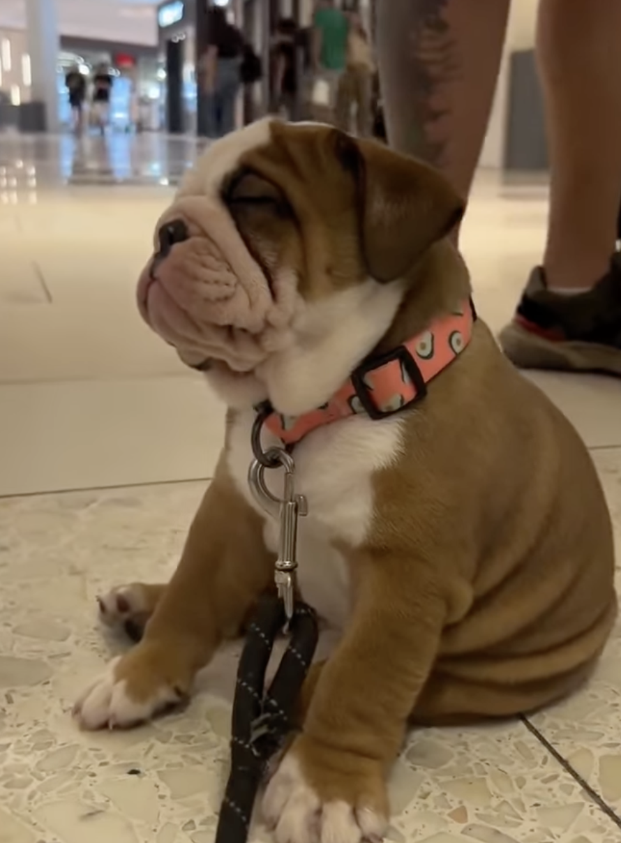 🐶❤️🐶 This sweet puppy fell asleep at the mall! 🐶❤️🐶 