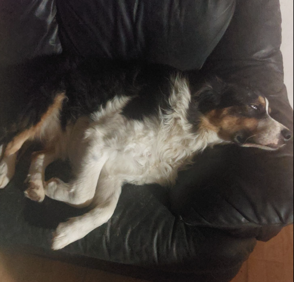 🐶❤️🐶 Why do dogs' tails wag when they're asleep?🐶❤️🐶 