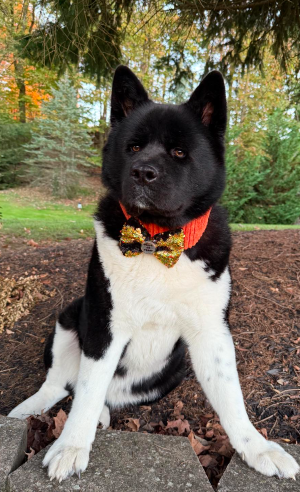 🐶❤️🐶 Why do dogs have different colored nails? 🐶❤️🐶 