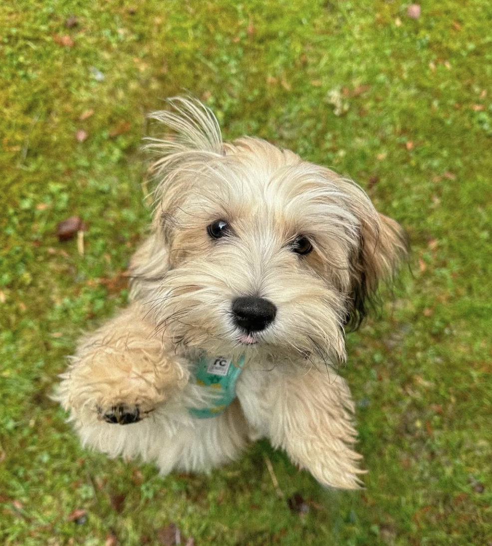 🐶❤️🐶 Why does my dog stare at me?🐶❤️🐶  