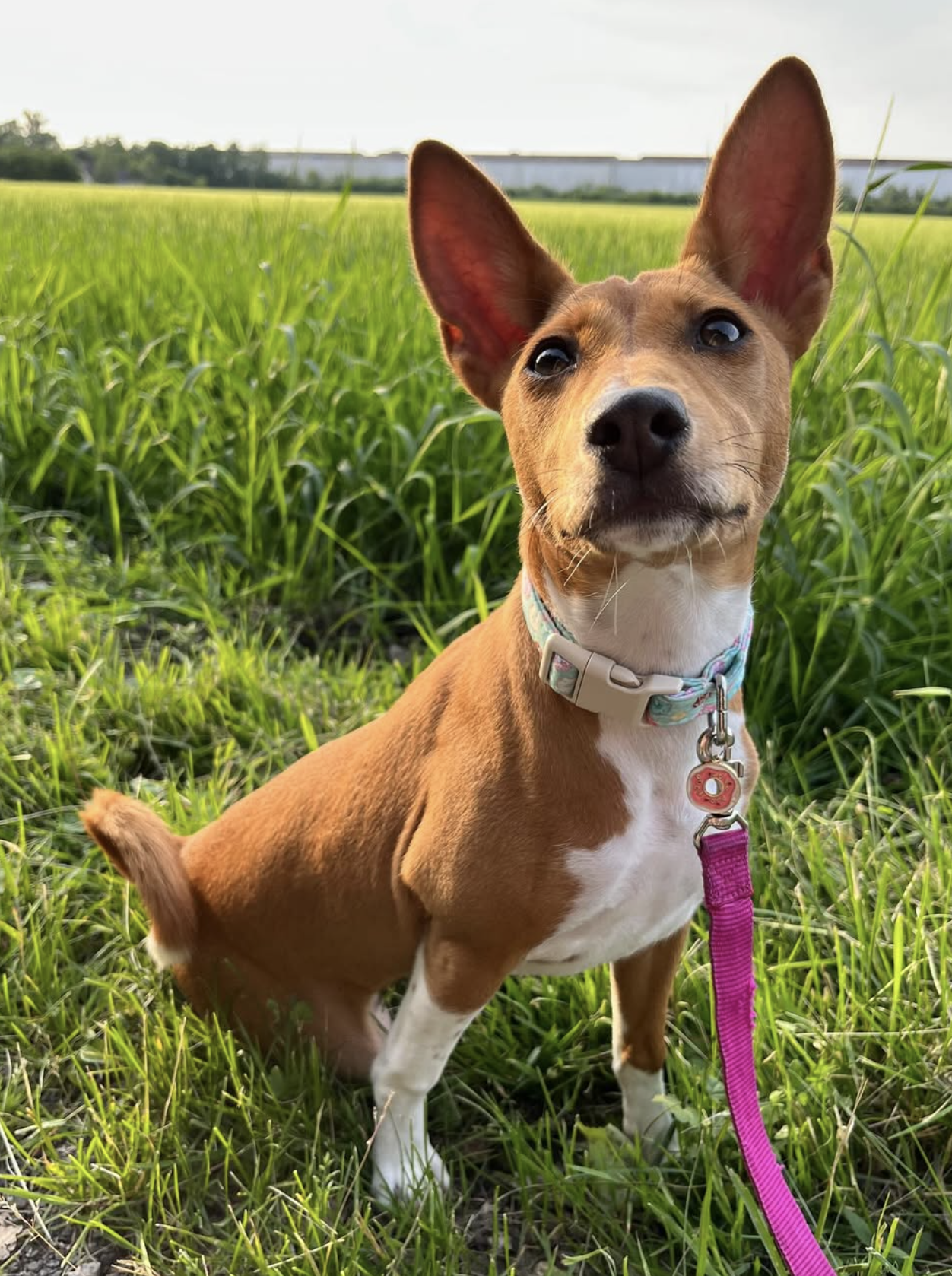 🐶❤️🐶 What are some of the oldest dog breeds? 🐶❤️🐶 