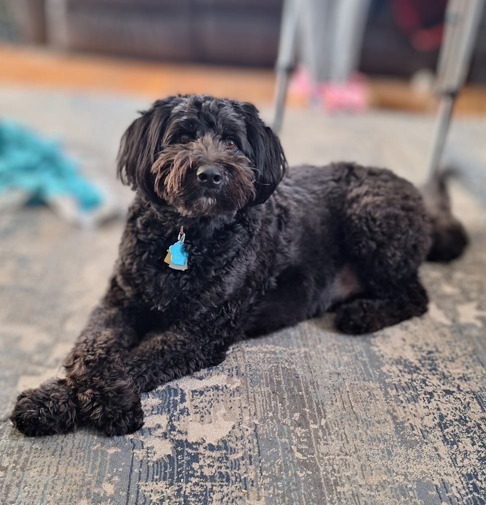 🐶❤️🐶 Why do dogs get the zoomies after walks? 🐶❤️🐶