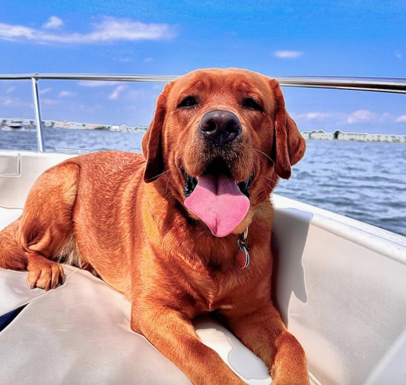 🐶❤️🐶 How to prep your pup for a flight🐶❤️🐶