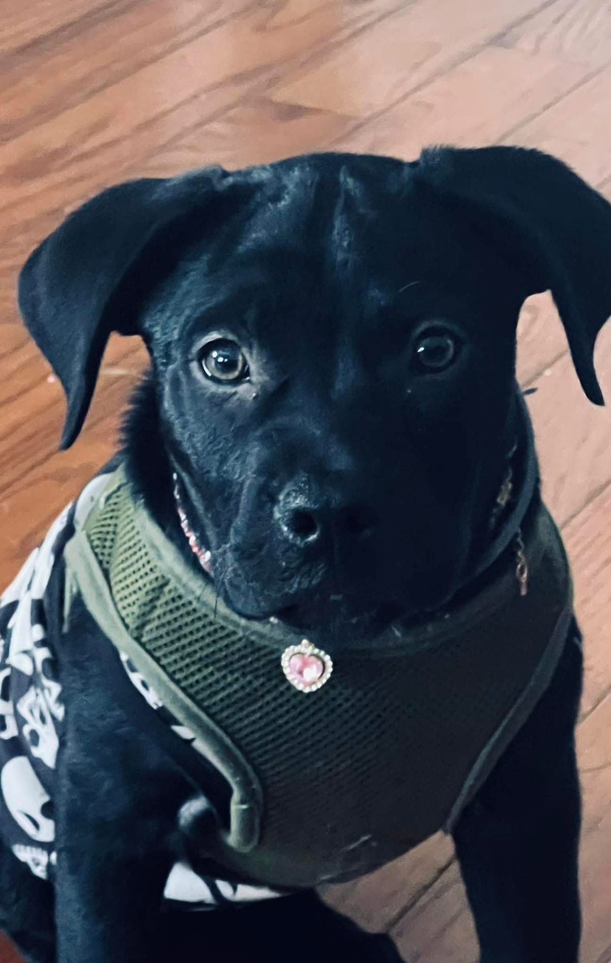 🐶❤️🐶 Why are support dogs in nursing homes a good idea? 🐶❤️🐶 