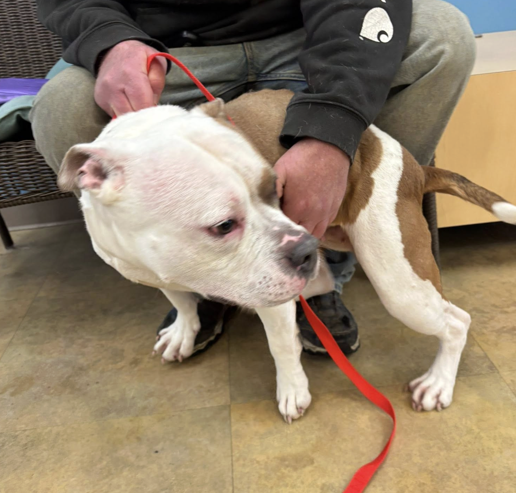 🐶❤️🐶 Why do dogs shake when they're wet? 🐶❤️🐶