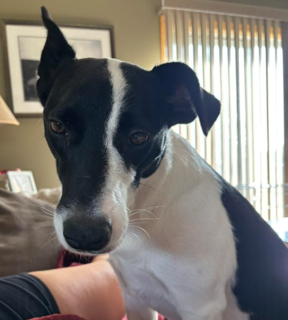 🐶❤️🐶 How often you should wash your sheets if your pup sleeps in bed with you 🐶❤️🐶 