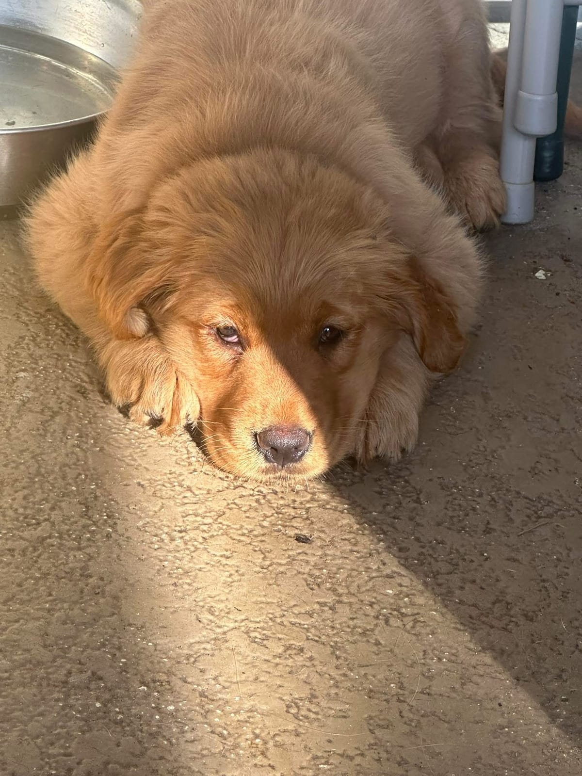 🐶❤️🐶 How to make homemade dog shampoo🐶❤️🐶