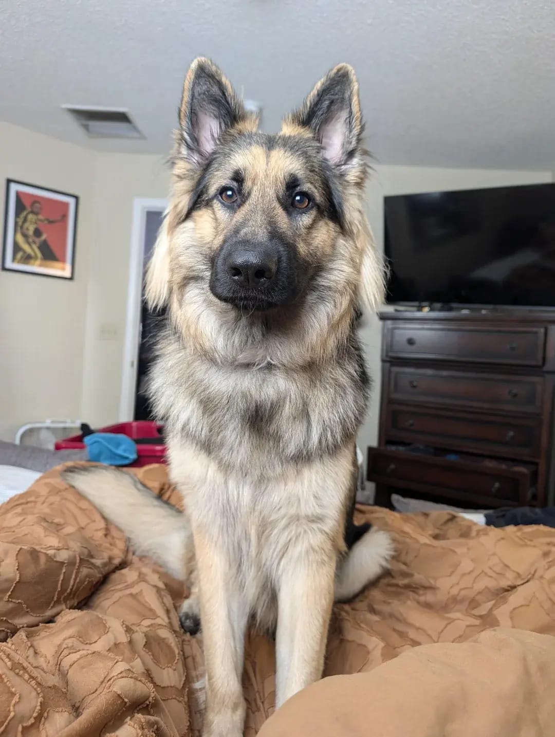 🐶❤️🐶 This is the most handsome boy you'll see today! 🐶❤️🐶 