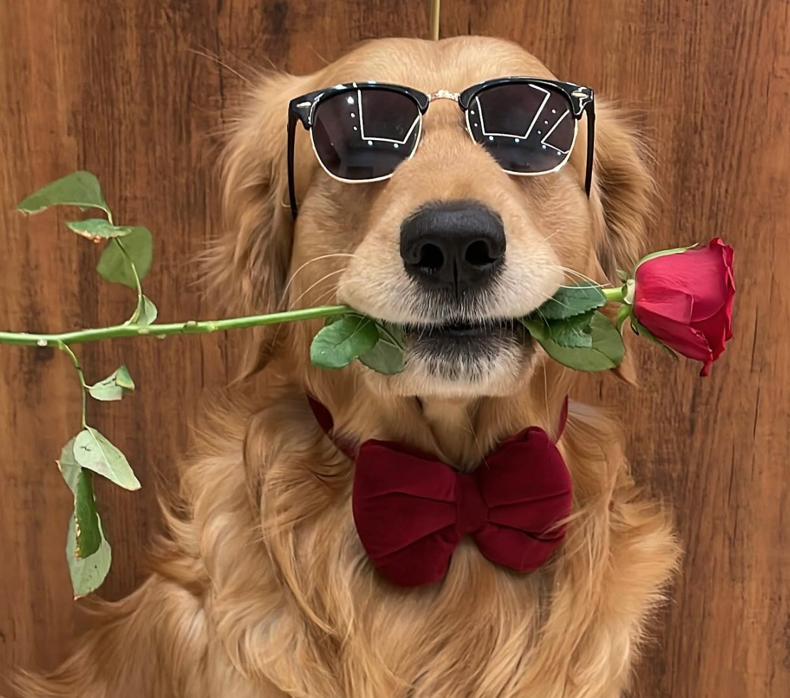 🐶❤️🐶 What are the benefits of clicker training for dogs?🐶❤️🐶 