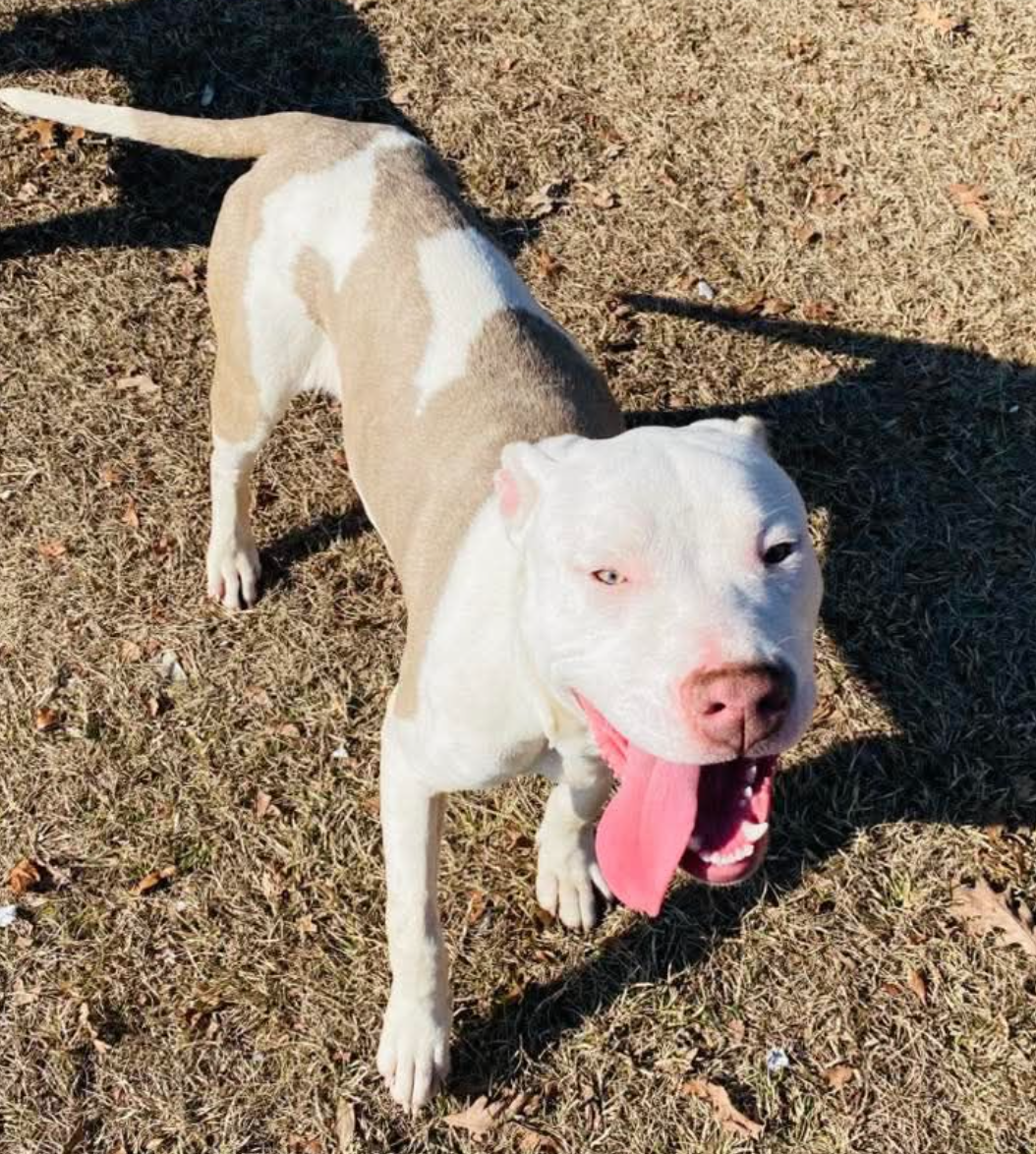 🐶❤️🐶 A rescue story for the New Year  🐶❤️🐶  