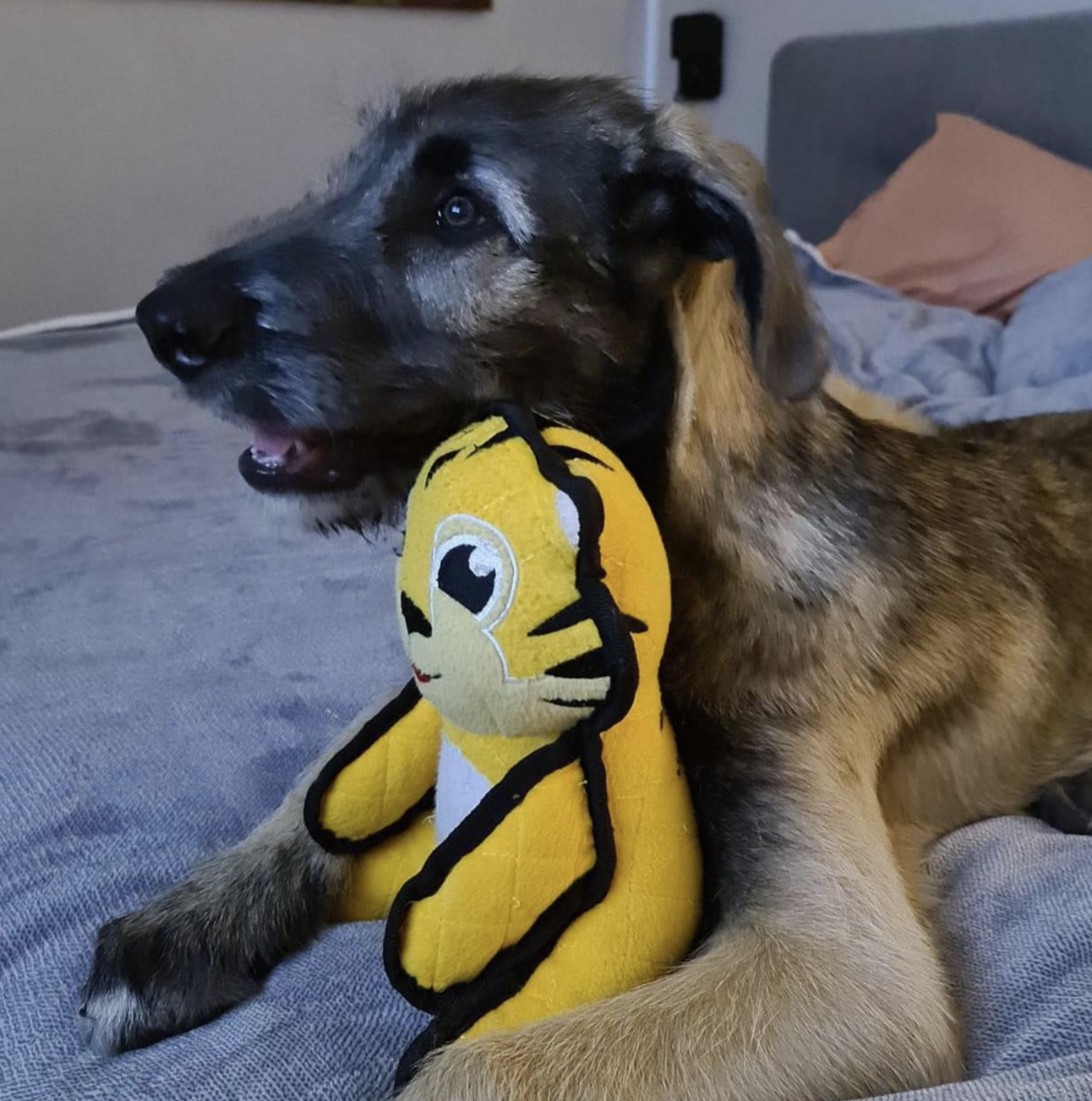 🐶❤️🐶 Why do dogs bark at dogs on tv?🐶❤️🐶