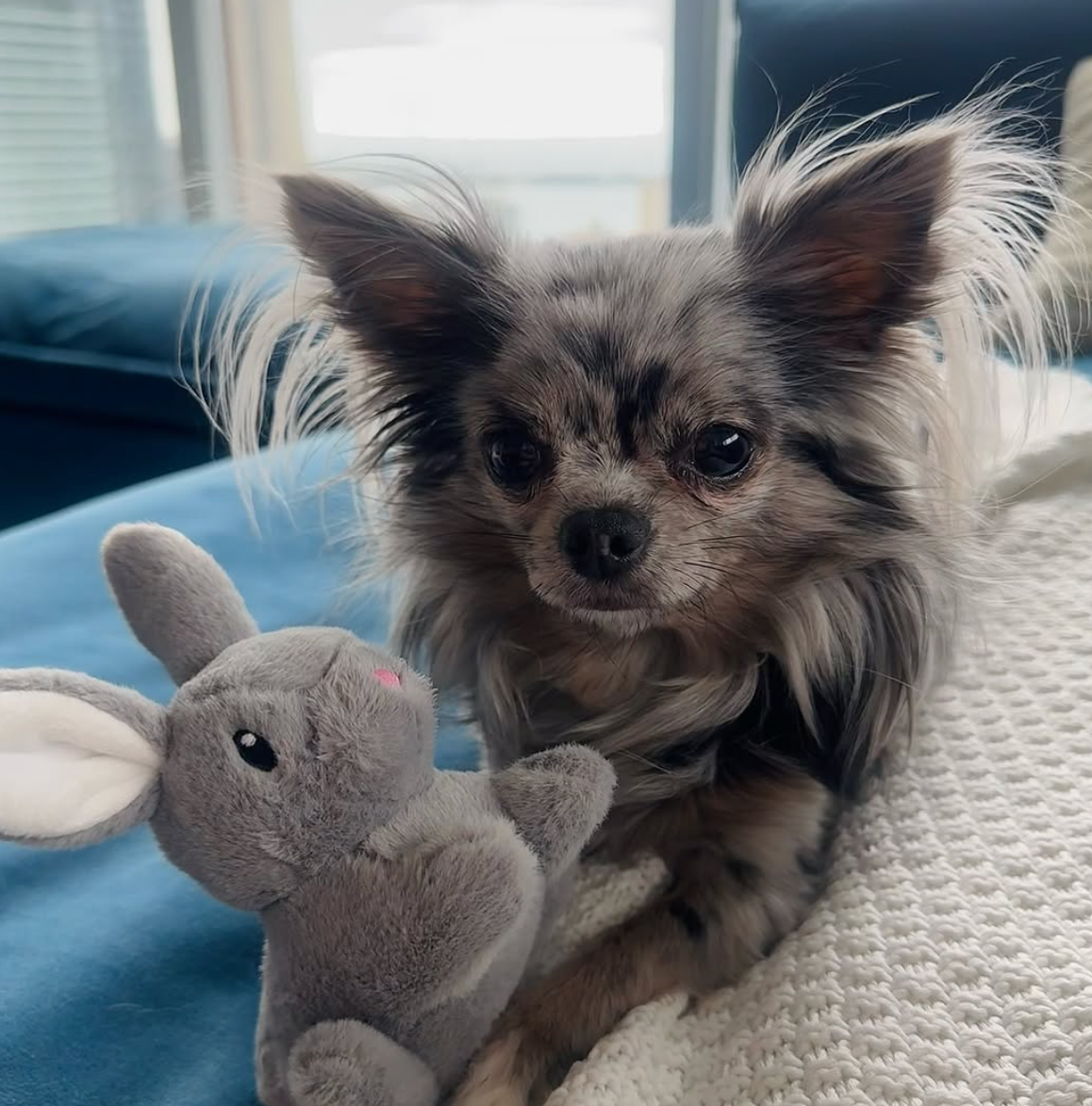 🐶❤️🐶 What is the world's smallest dog breed? 🐶❤️🐶 