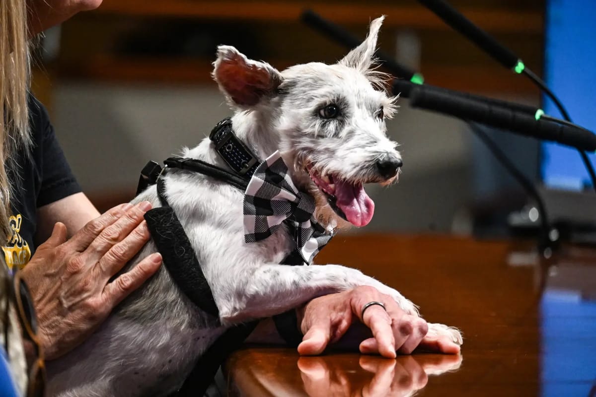 🐶❤️🐶 Scrim the Escape Artist: How One Runaway Dog Captured the Heart — and Streets — of New Orleans 🐶❤️🐶   