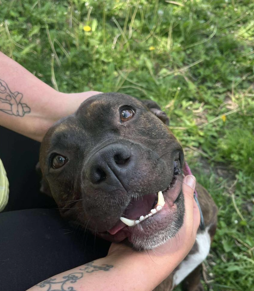 🐶❤️🐶 Why do pups sit on us? 🐶❤️🐶 