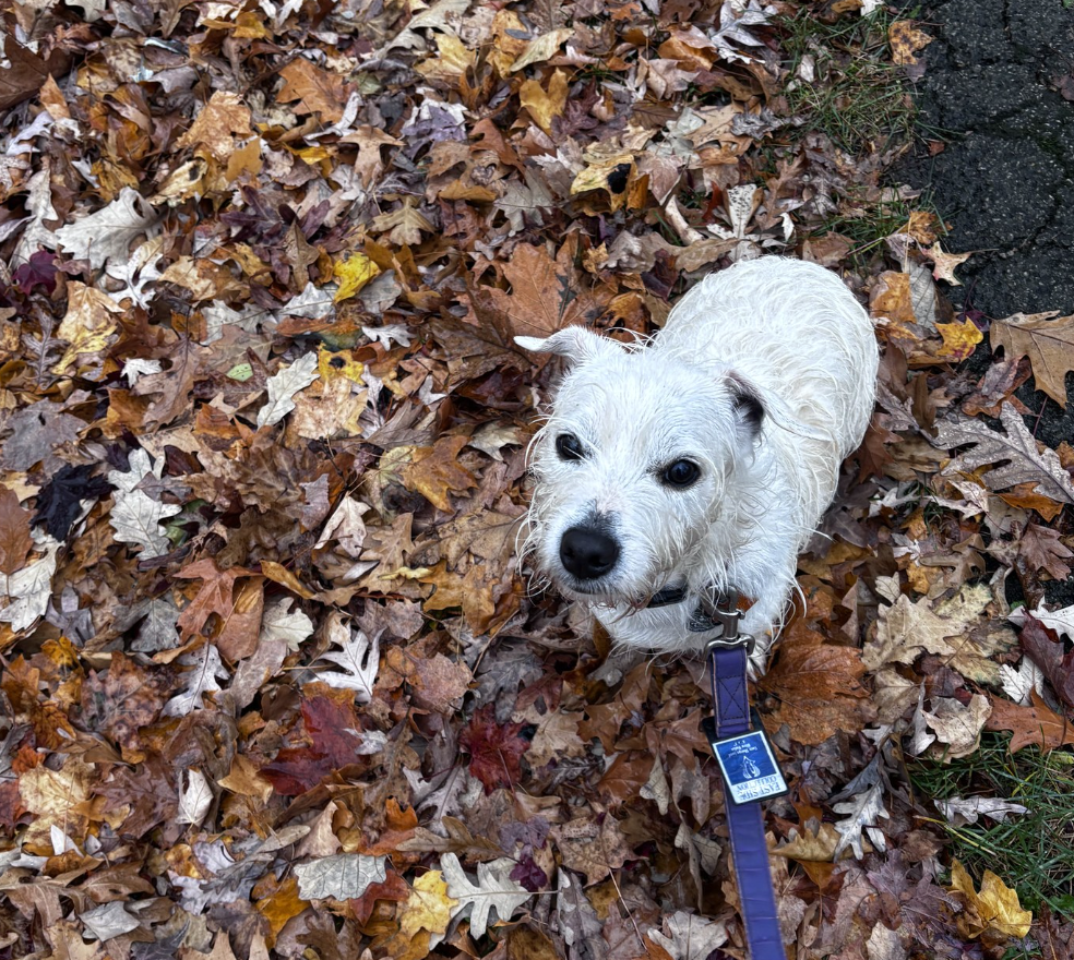 🐶❤️🐶 Why do dogs bark at the vacuum? 🐶❤️🐶  