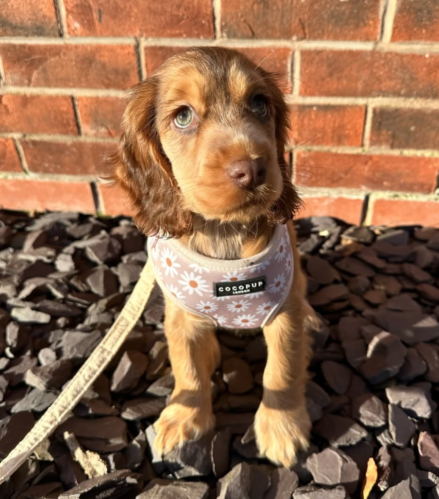 🐶❤️🐶 What are the signs that my puppy is sick? 🐶❤️🐶