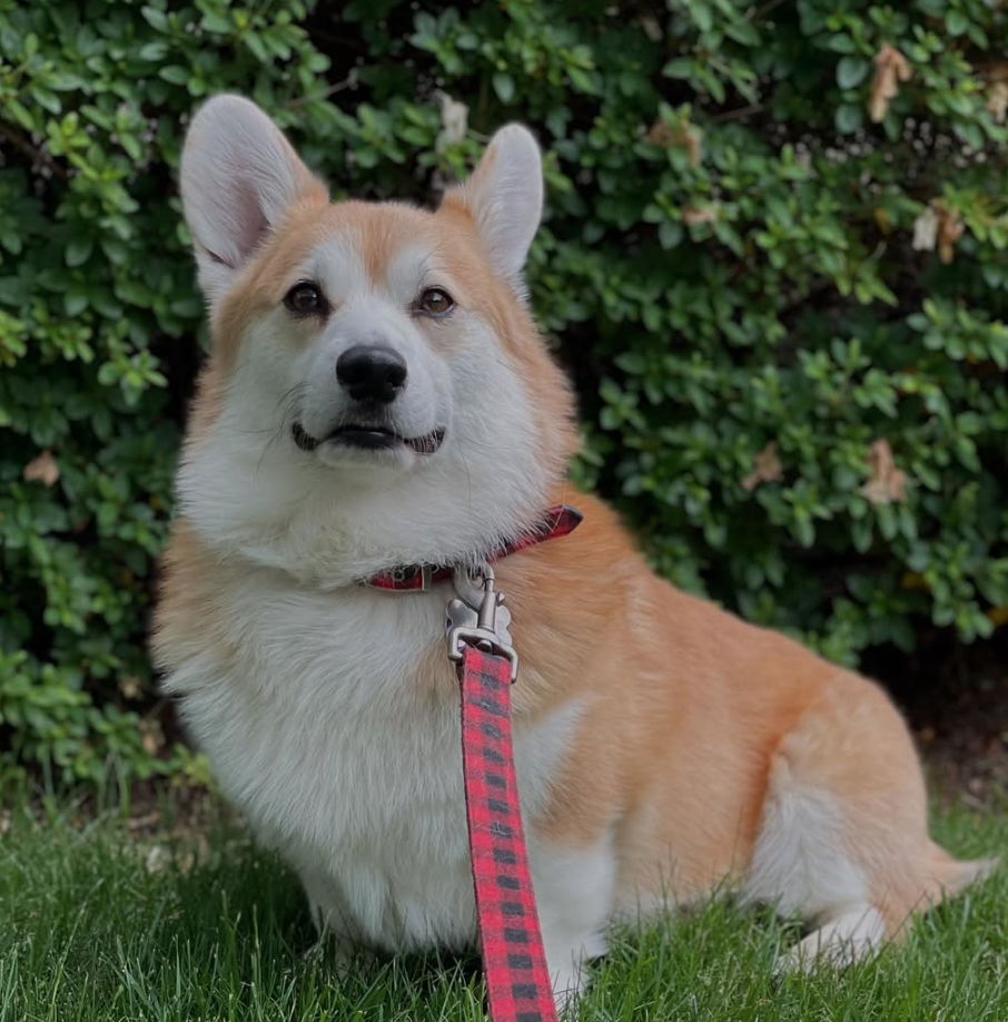 🐶❤️🐶 Why can grass make dogs sick? 🐶❤️🐶  