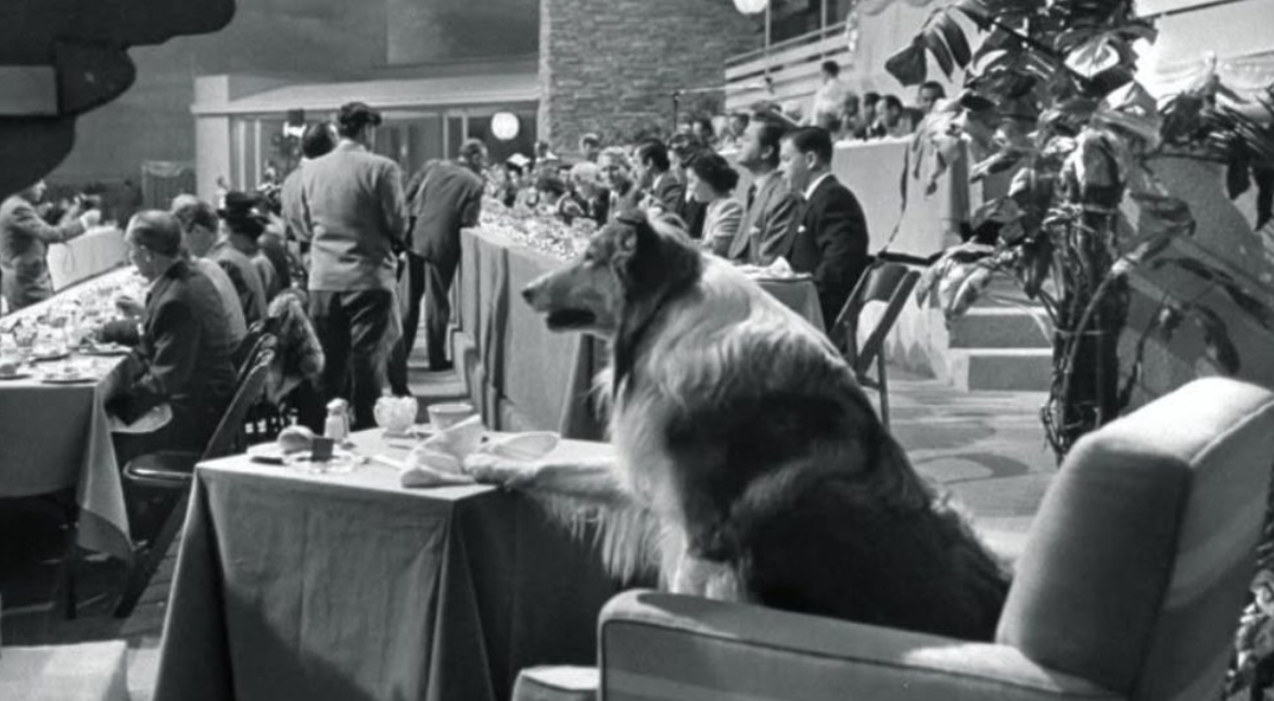 🐶❤️🐶 Who was Pal, the dog who played Lassie? 🐶❤️🐶  