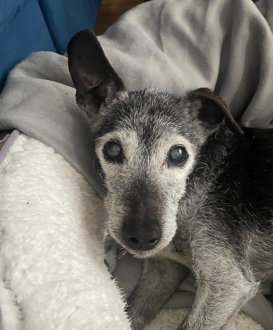 🐶❤️🐶 Lumpy Pups - Why Many Older Dogs Get Lipomas 🐶❤️🐶  